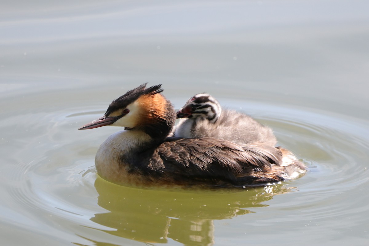 Great Crested Grebe - Dimitris Siolos