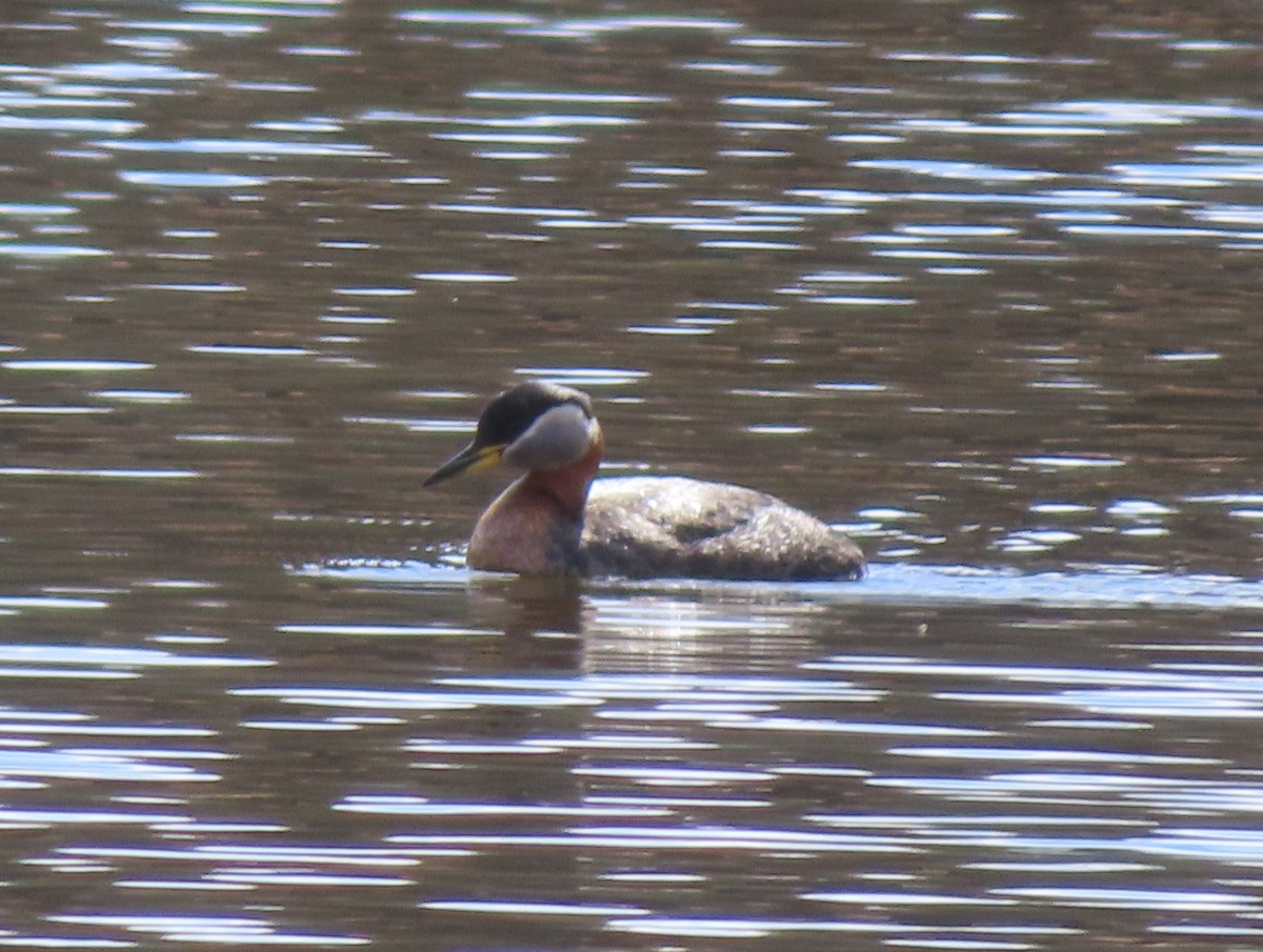 Red-necked Grebe - Violet Kosack