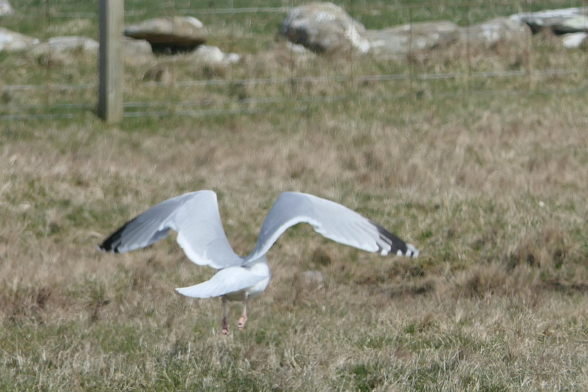 European Herring Gull - Mick Mellor