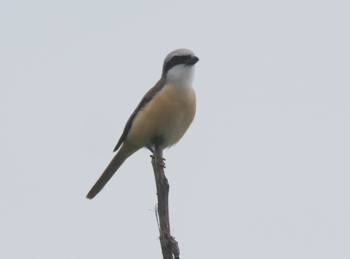 Brown Shrike - Yulin Shen