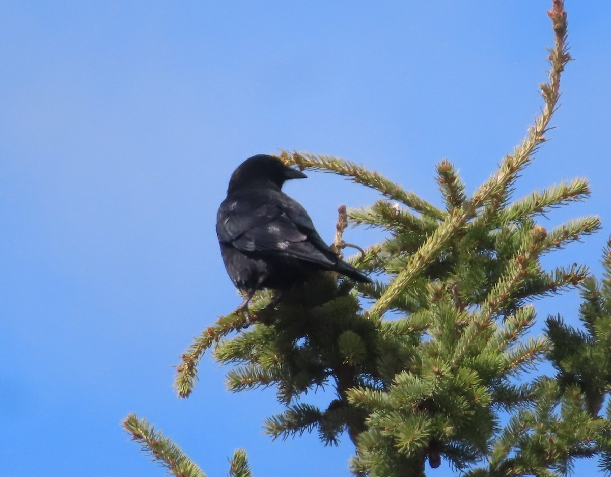 American Crow - Violet Kosack