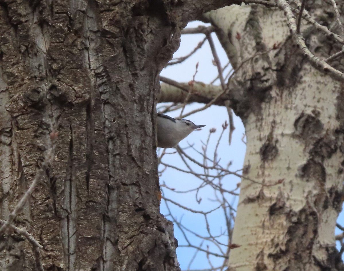 White-breasted Nuthatch - Violet Kosack