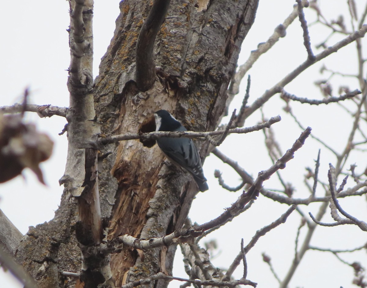 White-breasted Nuthatch - Violet Kosack