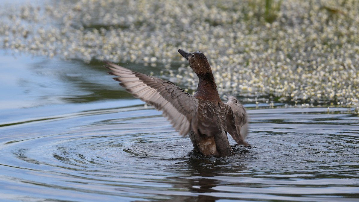 Common Pochard - Vlad Sladariu