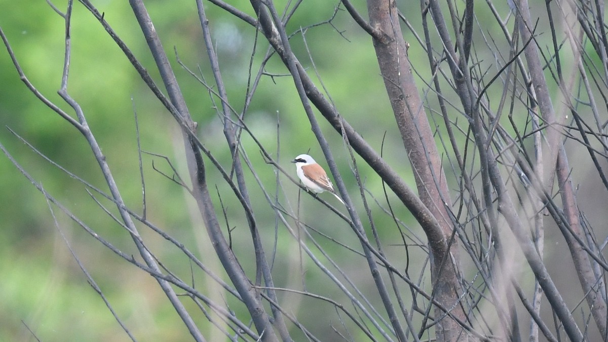 Red-backed Shrike - Vlad Sladariu