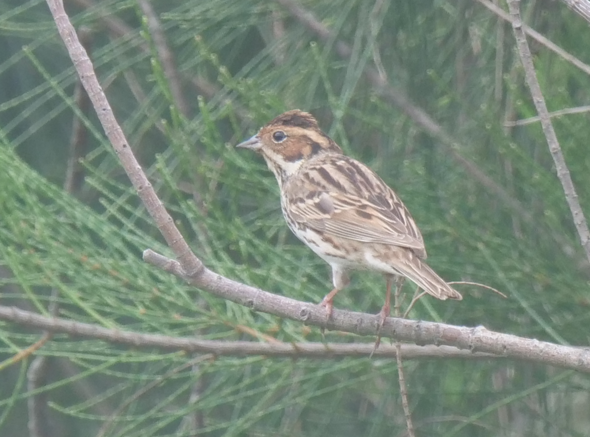 Little Bunting - ML618138627