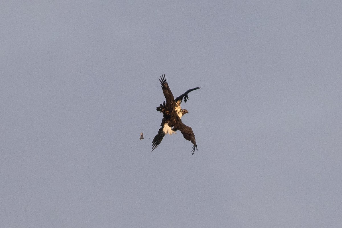 Bald Eagle - Martin Wall