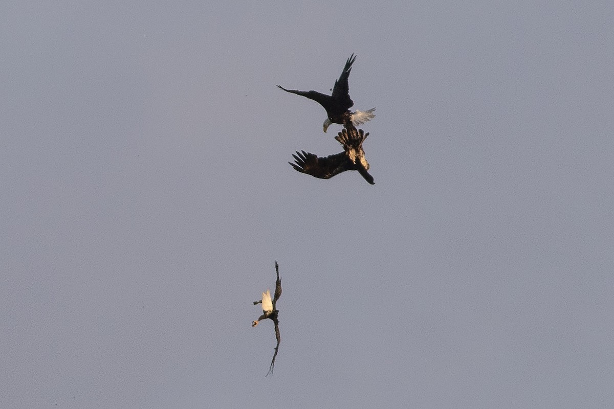 Bald Eagle - Martin Wall