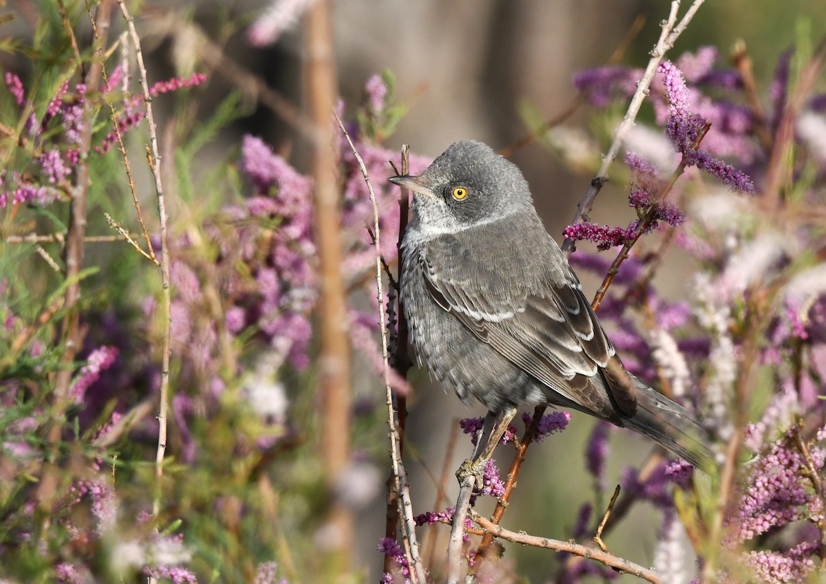 Barred Warbler - Vahid Ashrafi