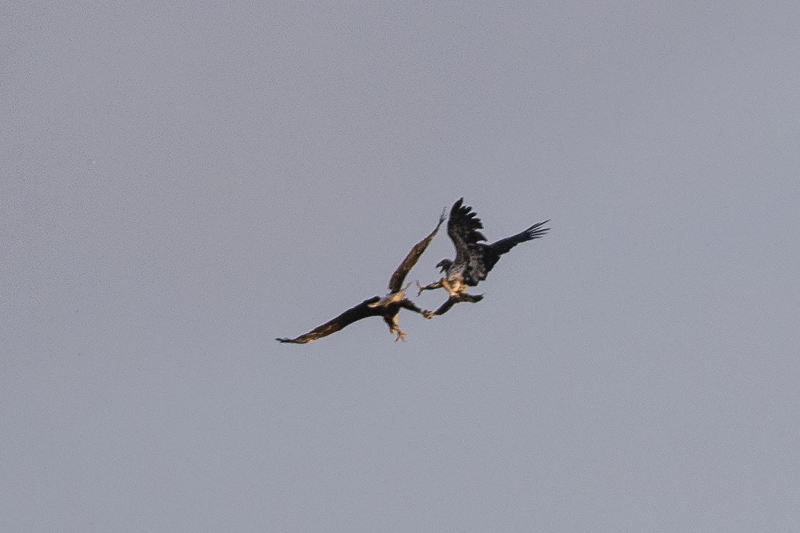 Bald Eagle - Martin Wall