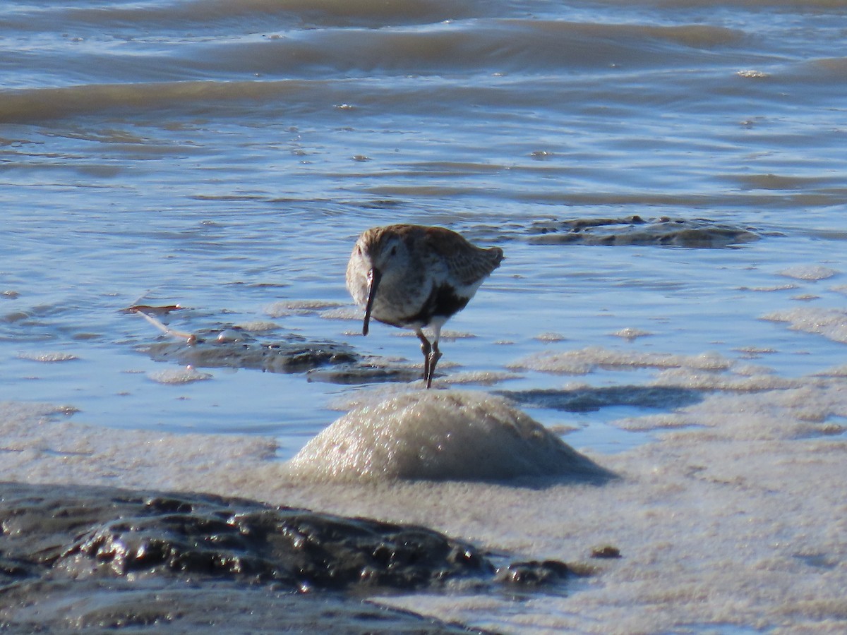 Dunlin - Laura Burke