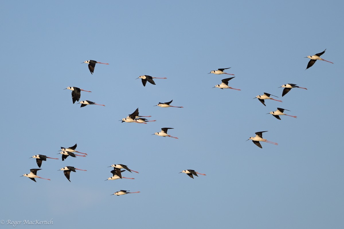 Pied Stilt - Roger MacKertich