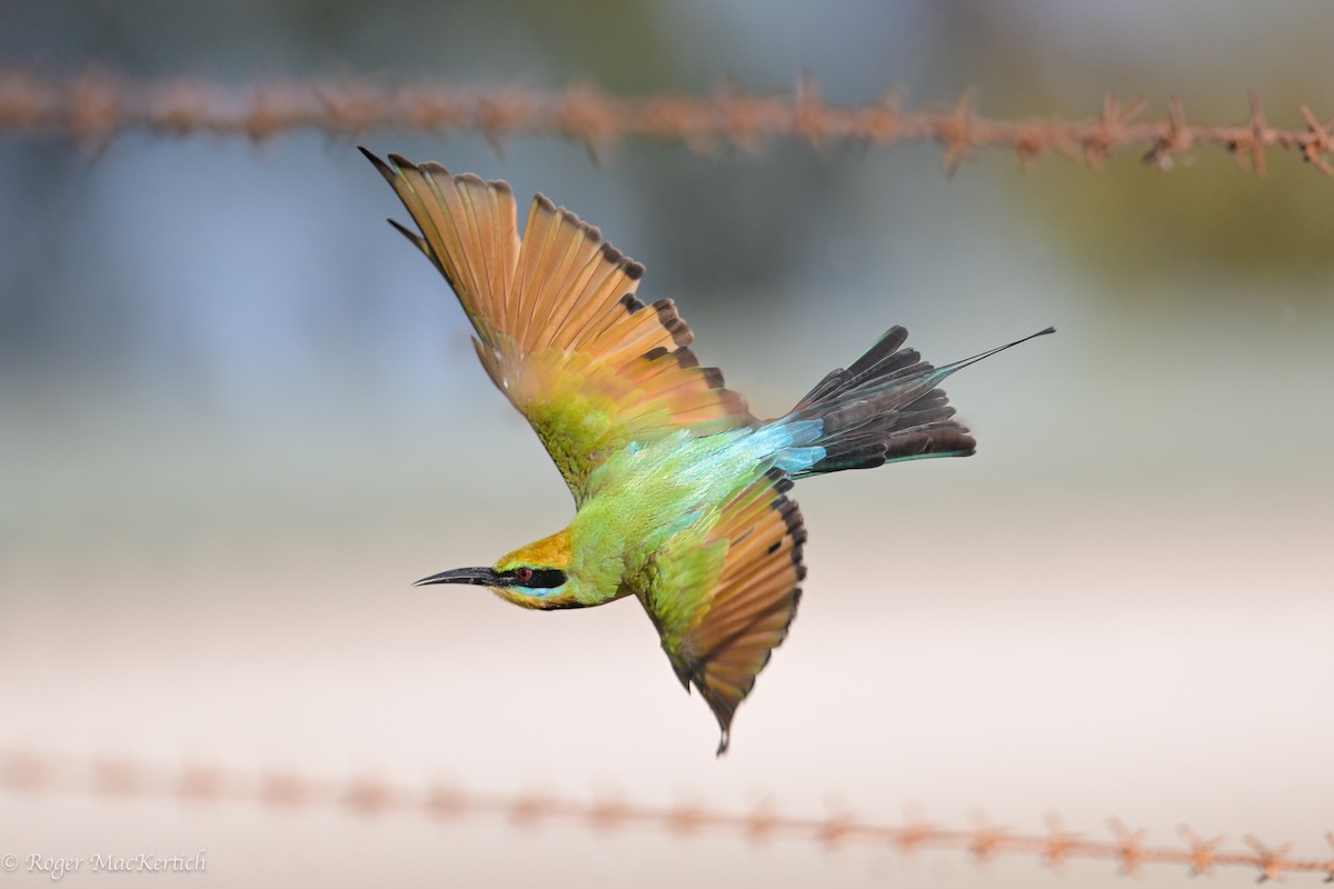 Rainbow Bee-eater - ML618138668