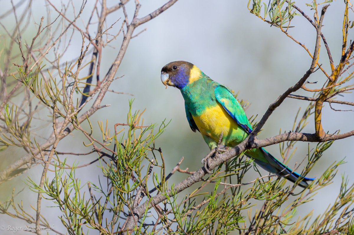 Australian Ringneck - ML618138670