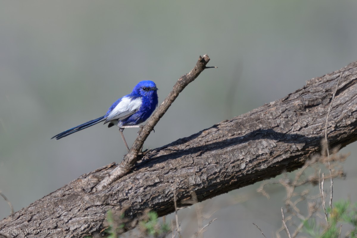 White-winged Fairywren - ML618138672