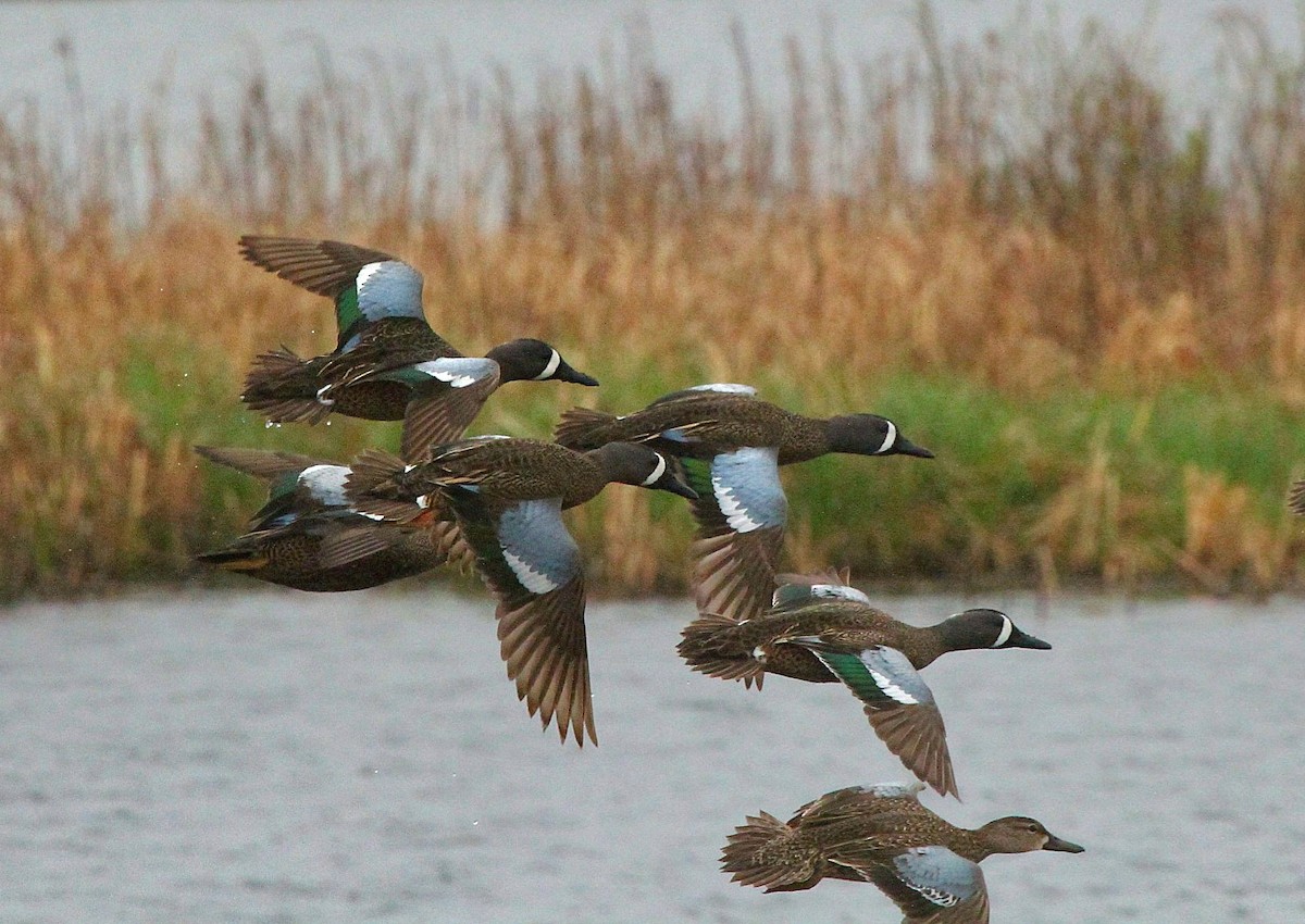 Blue-winged Teal - ML618138681