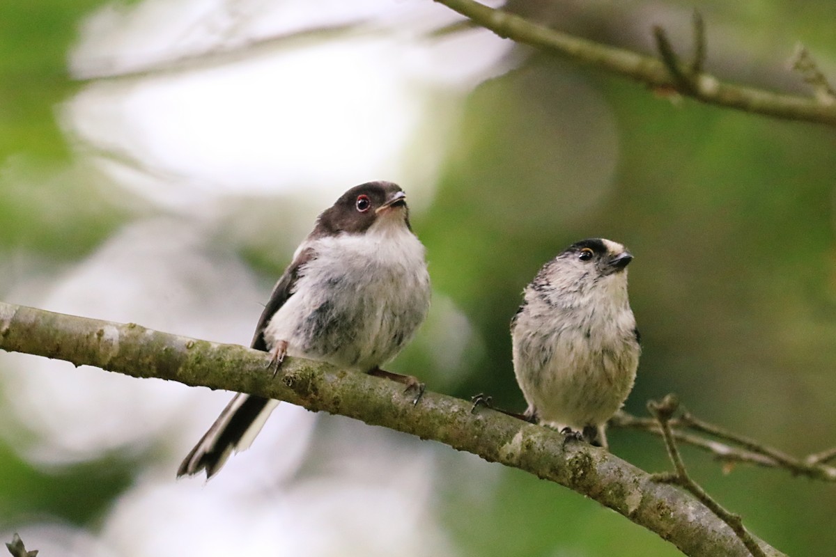 Long-tailed Tit - Aline Horikawa