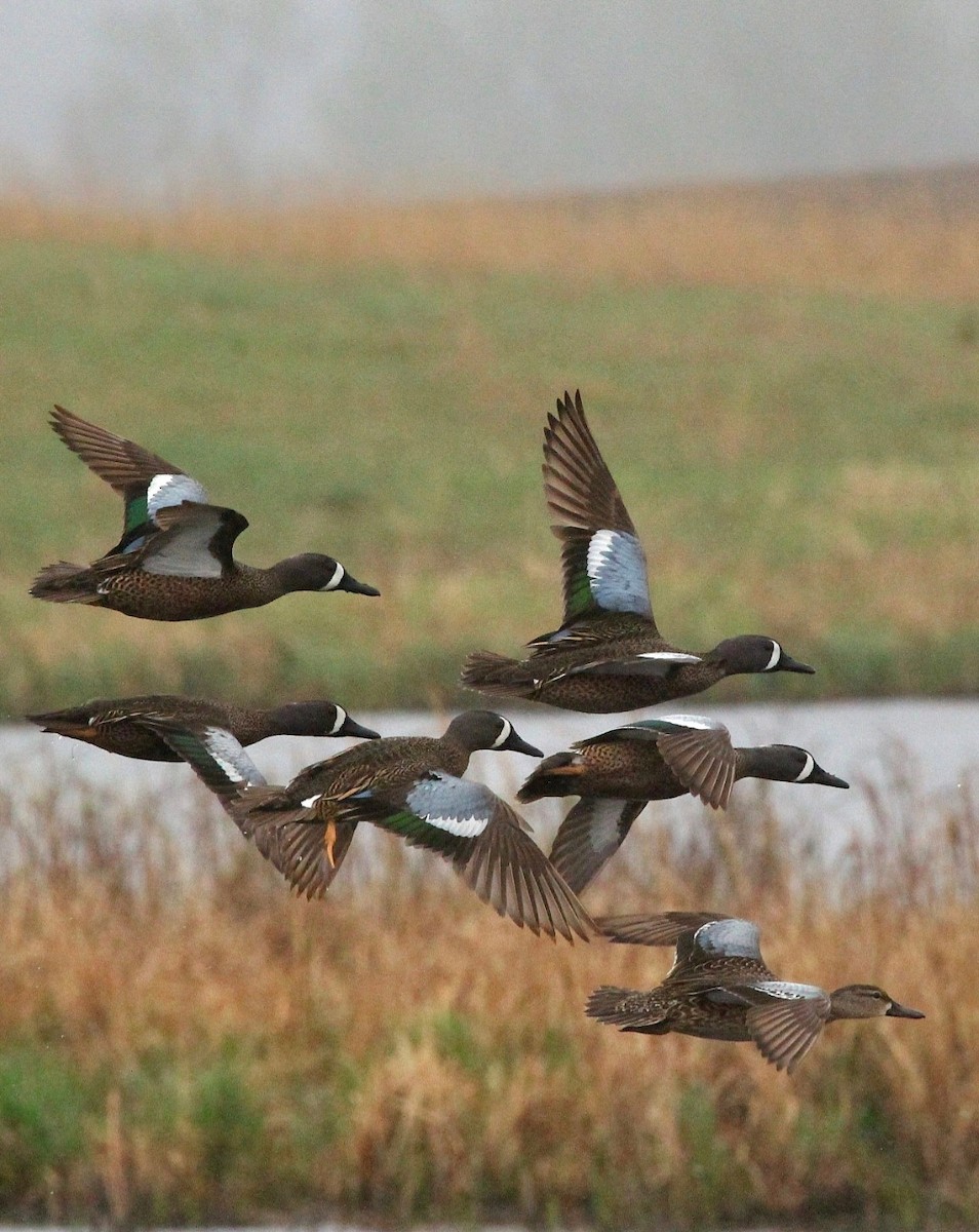 Blue-winged Teal - ML618138696