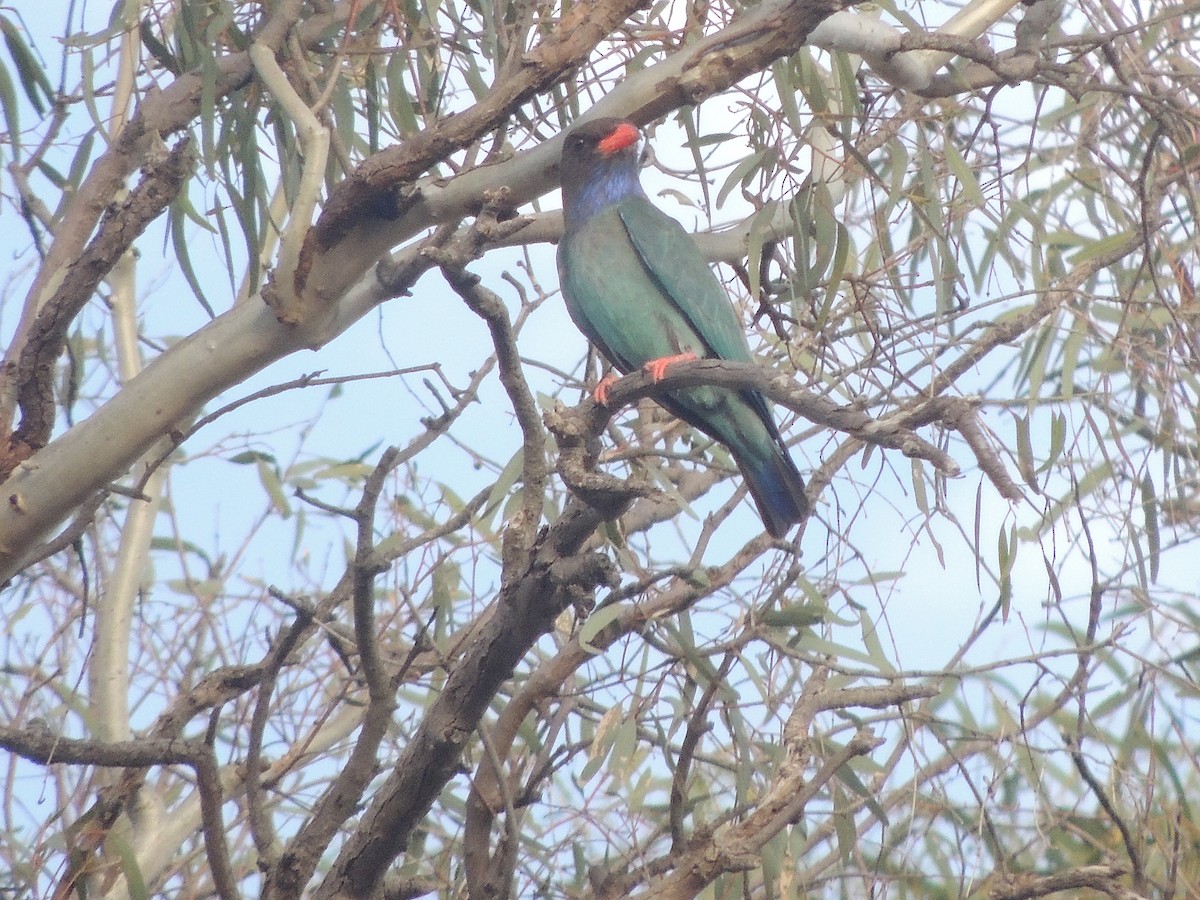 Dollarbird - George Vaughan