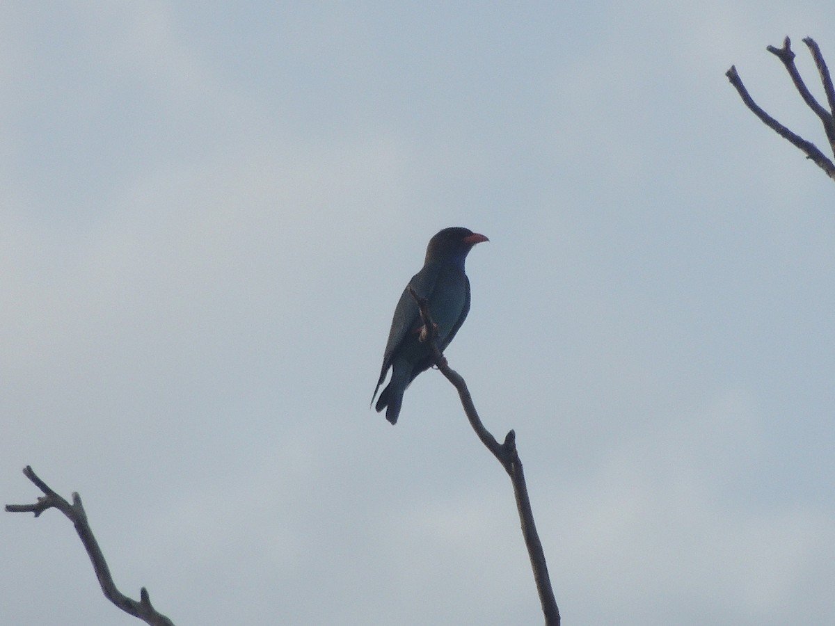 Dollarbird - George Vaughan