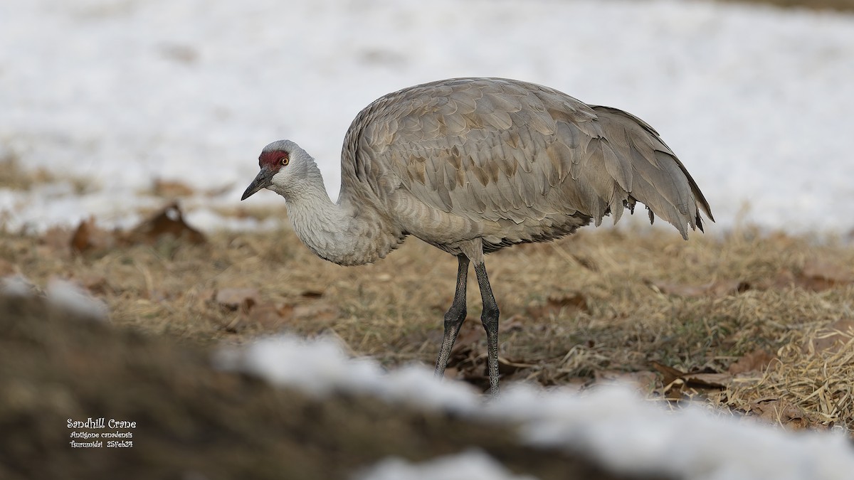 Sandhill Crane - Kenneth Cheong