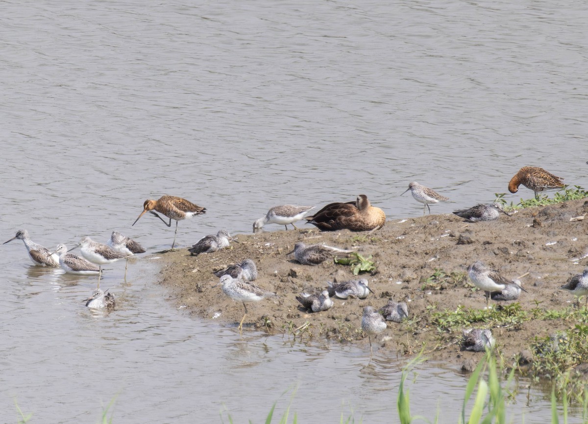 Black-tailed Godwit - Archer Wang