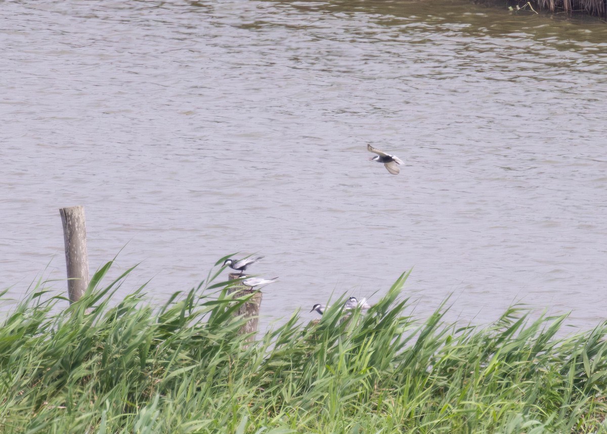 Whiskered Tern - ML618138764