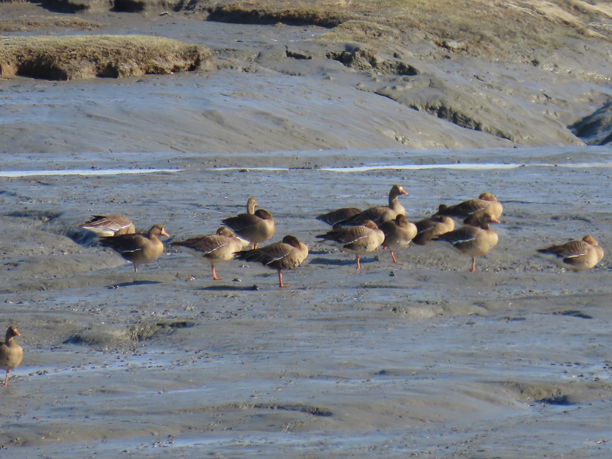 Greater White-fronted Goose (Tule) - Laura Burke