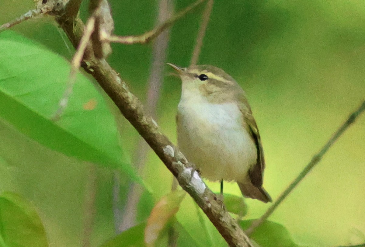 Mosquitero Verdoso - ML618138792