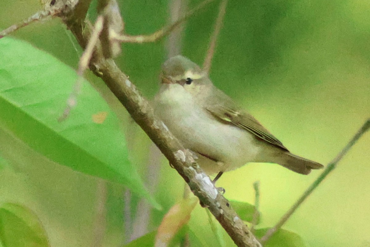 Mosquitero Verdoso - ML618138793