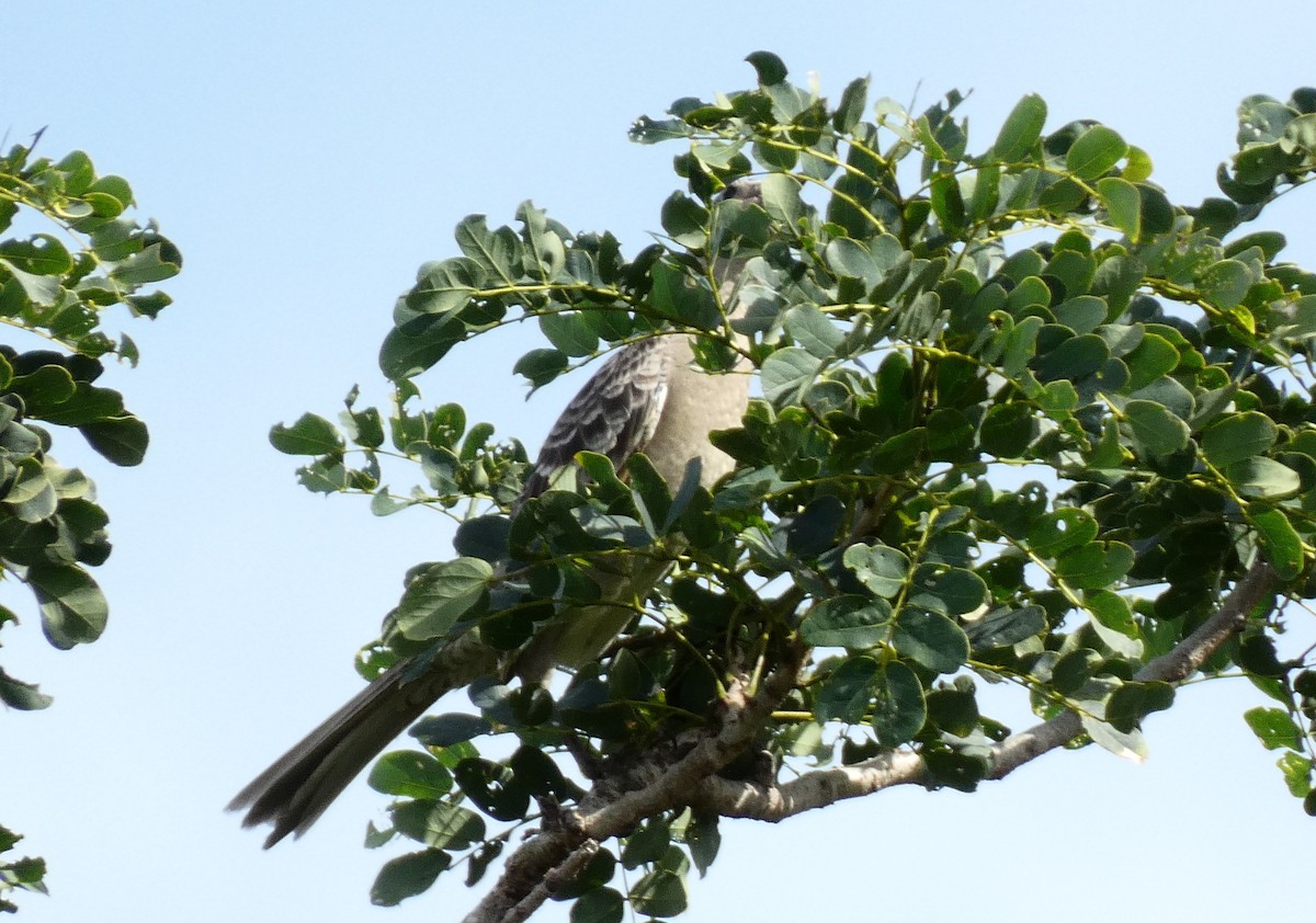 Great Bowerbird - Ian Starling