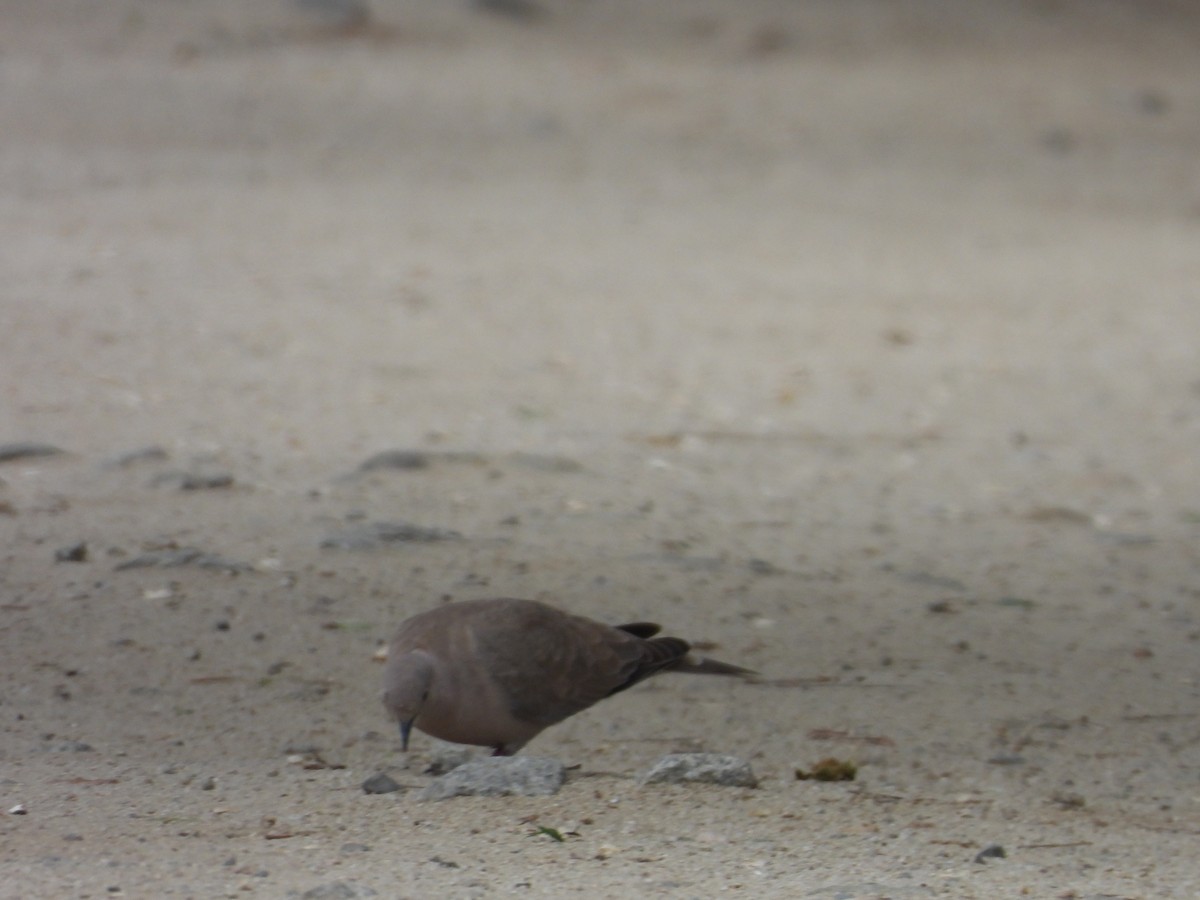 Eurasian Collared-Dove - ML618138845