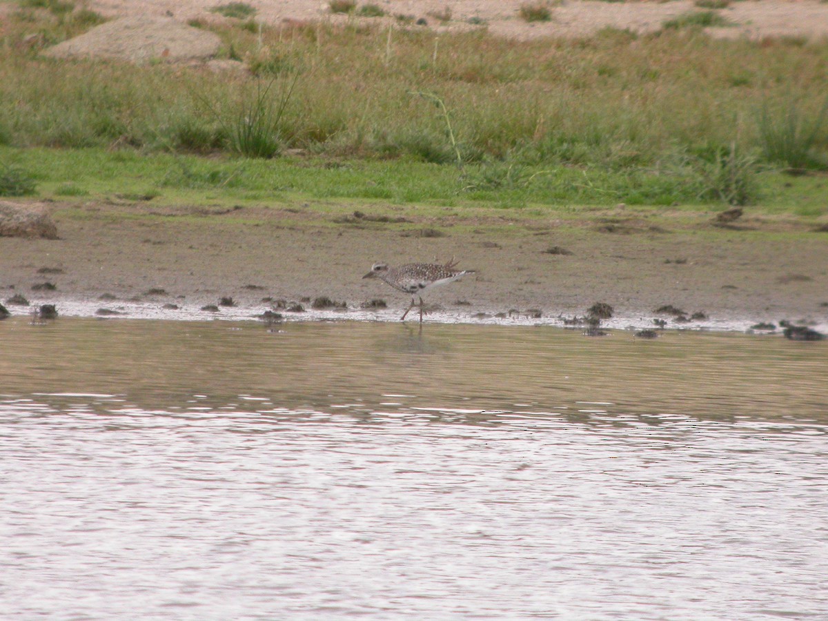 Black-bellied Plover - Carlos Fernández Díaz