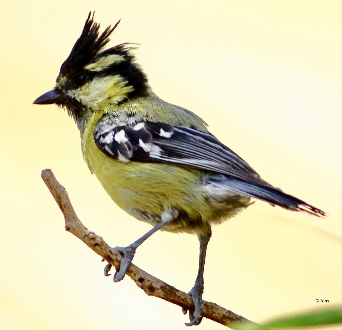 Indian Yellow Tit - Ains Priestman