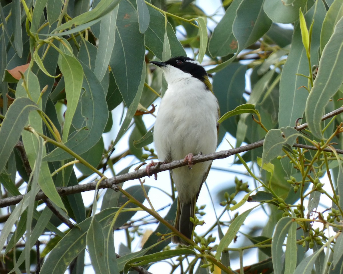 White-throated Honeyeater - ML618138856