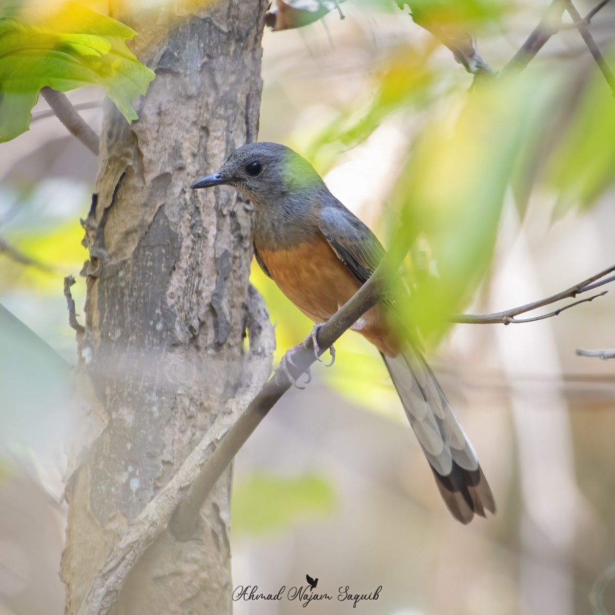 White-rumped Shama - ML618138866