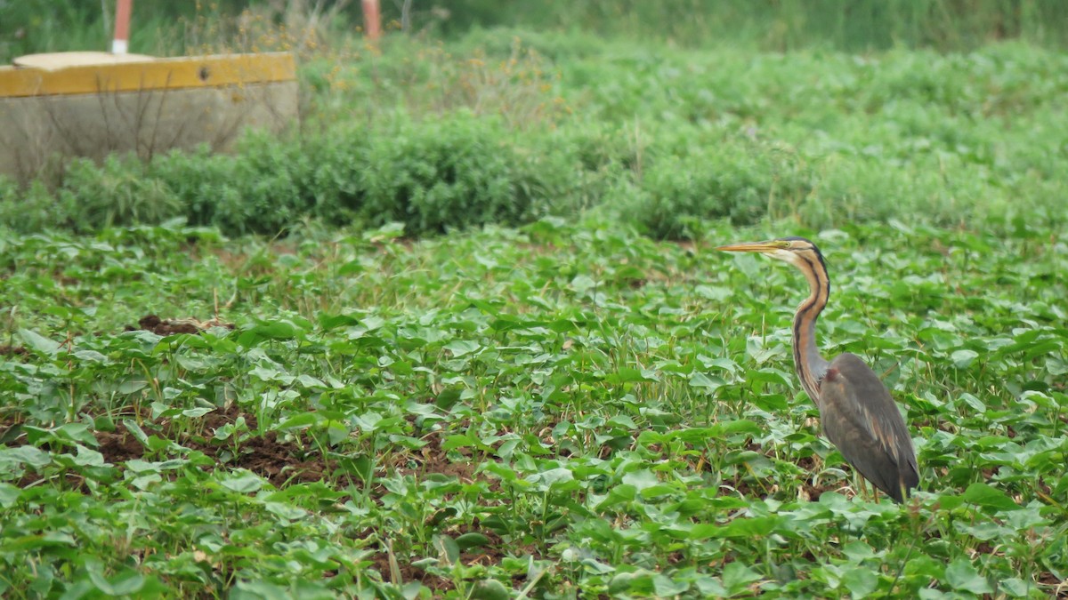 Purple Heron - ML618138877