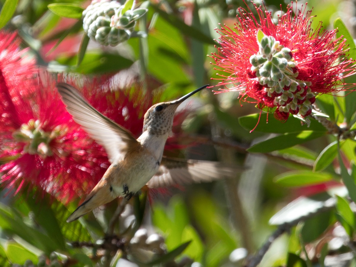 Allen's Hummingbird - Merryl Edelstein