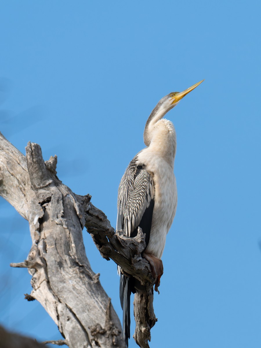 Australasian Darter - Ed Rice