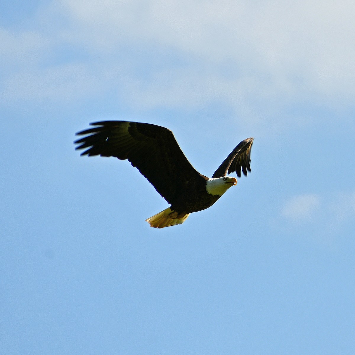 Bald Eagle - Kevinn Fung