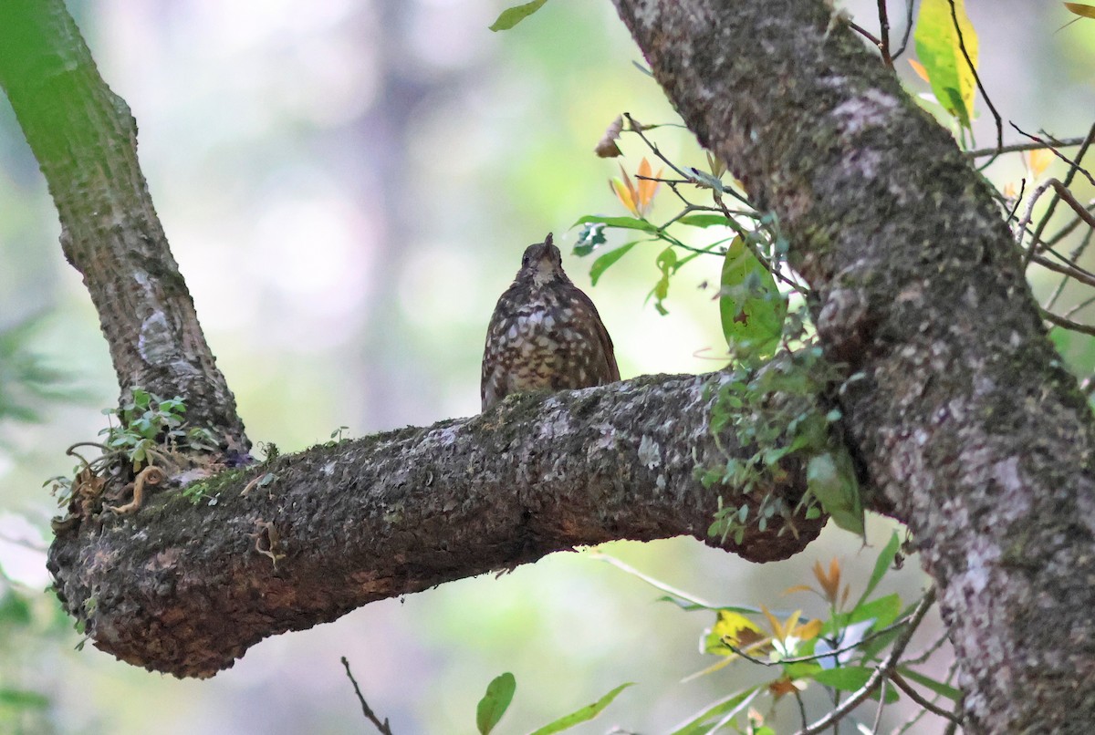 Dark-sided Thrush - ML618138916