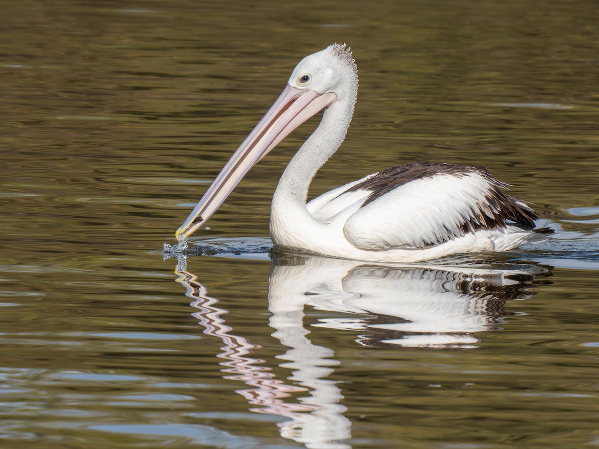 Australian Pelican - Ed Rice