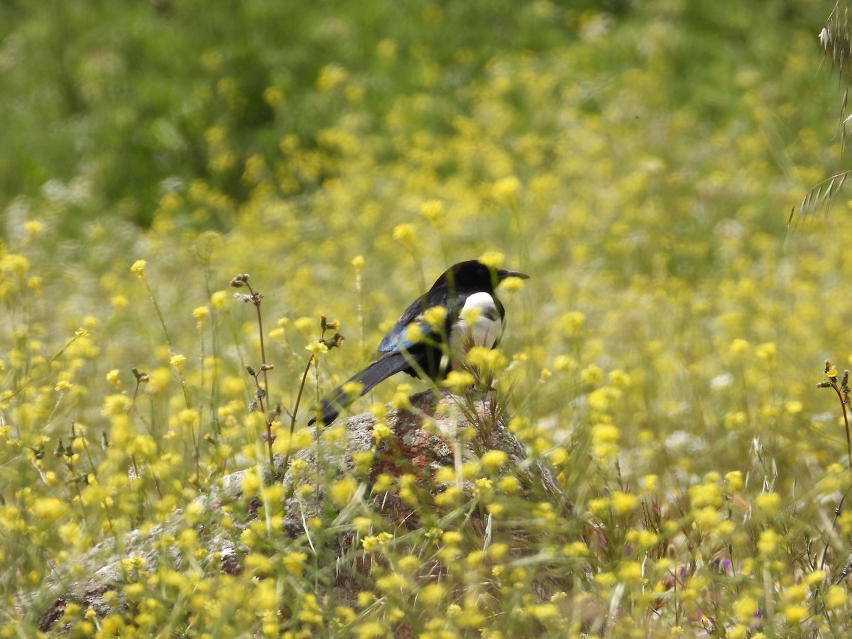 Eurasian Magpie - ML618138932