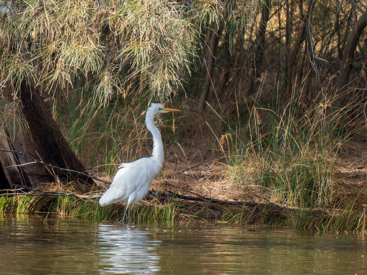 Great Egret - Ed Rice