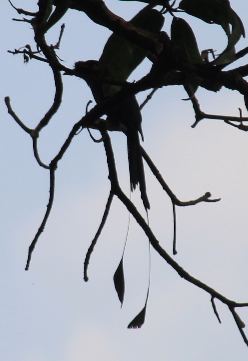 Greater Racket-tailed Drongo - Bento Rodrigues