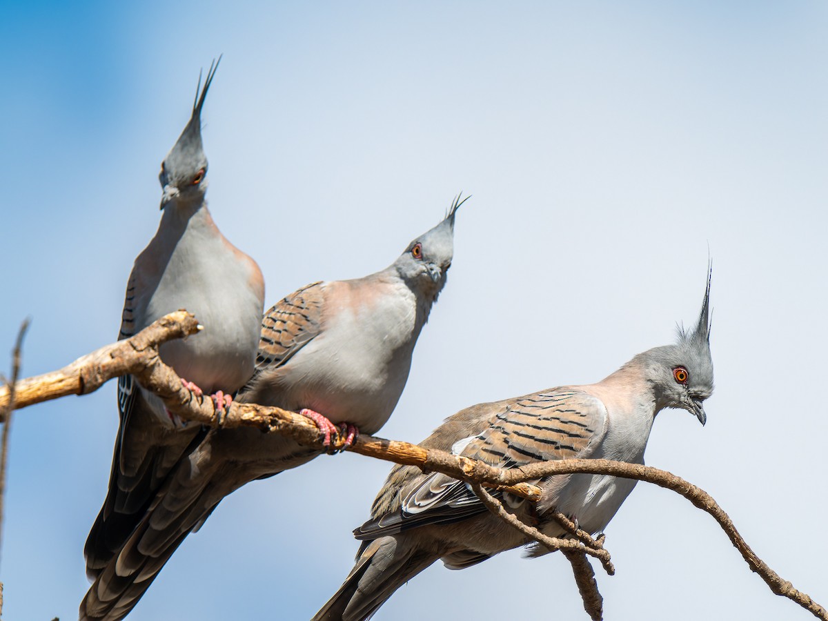Crested Pigeon - ML618138990