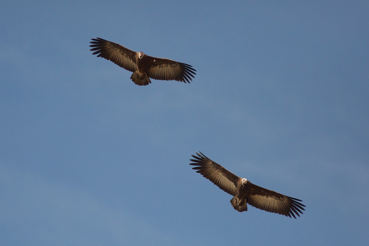 Hooded Vulture - Morten Lisse