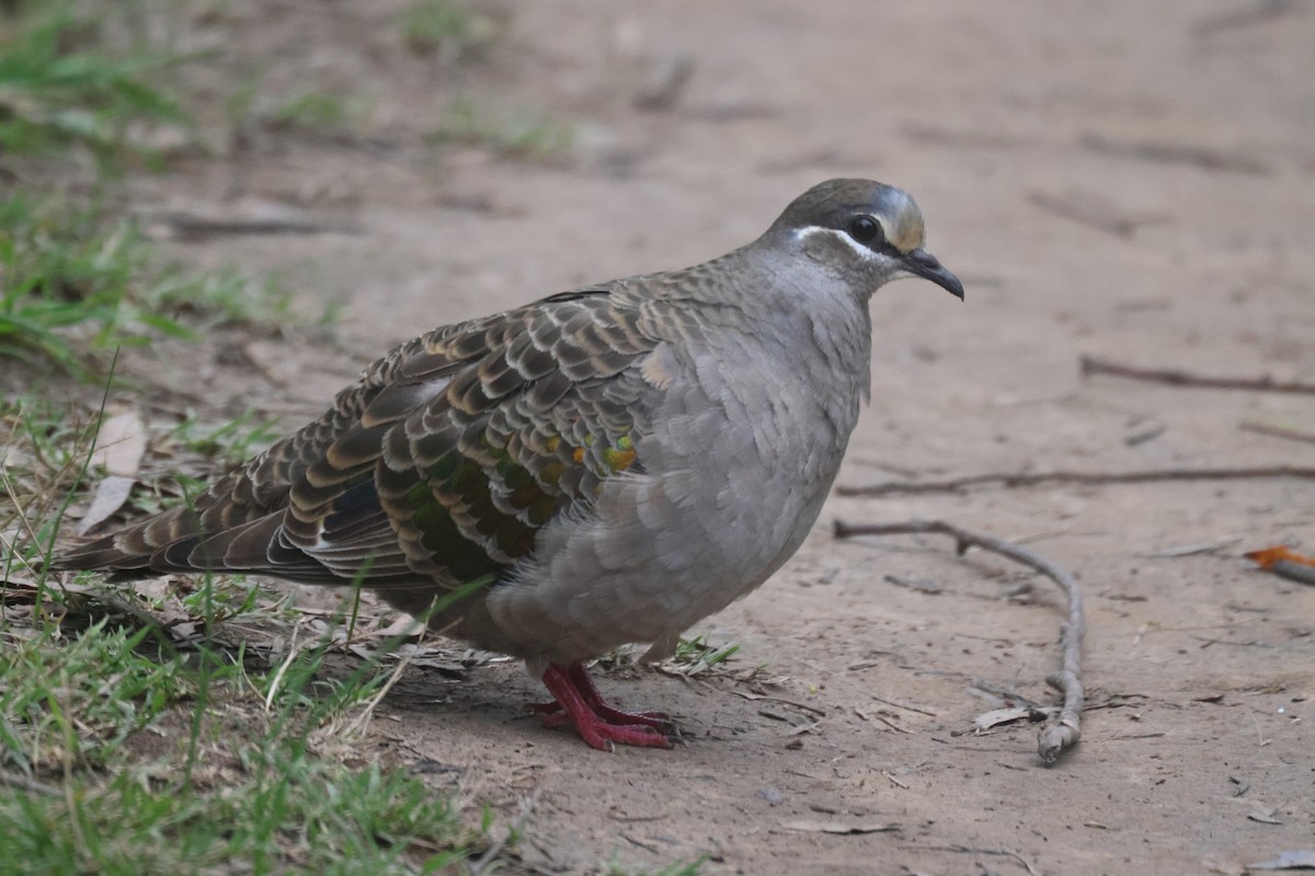 Common Bronzewing - GEOFFREY SHINKFIELD