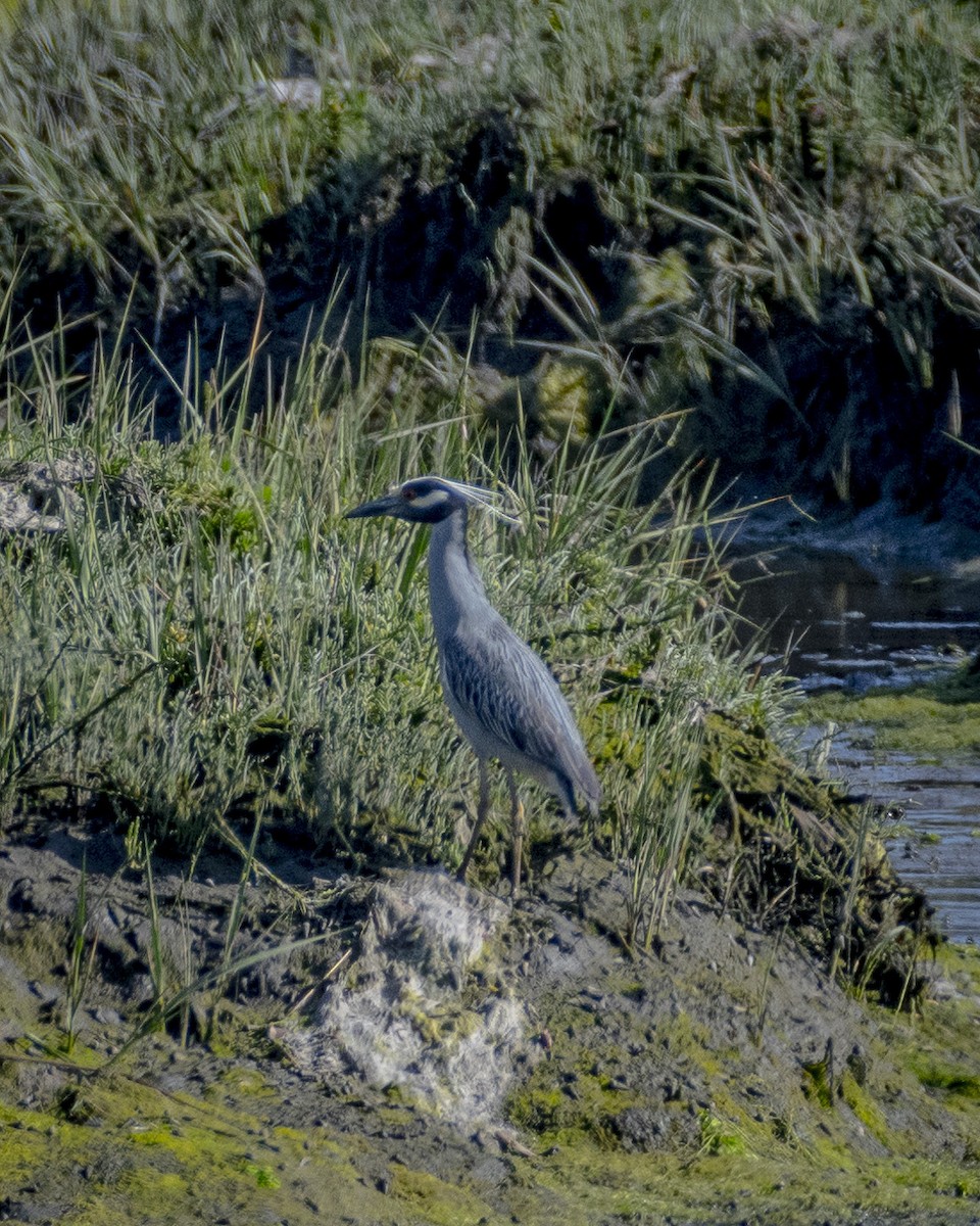 Yellow-crowned Night Heron - James Kendall