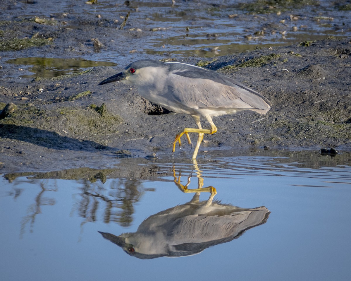 Black-crowned Night Heron - James Kendall